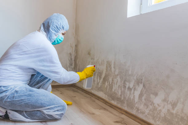 Licensed Black Mold Removal service in Neptune Beach, FL - WQB Mold Removal